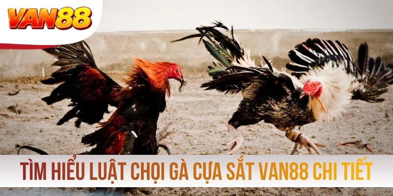 Tìm hiểu luật chọi gà cựa sắt VAN88 chi tiết